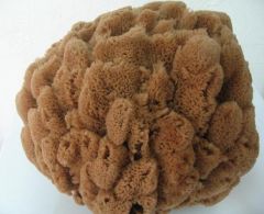 Natural Large Sea Sponge (Hany kom)
