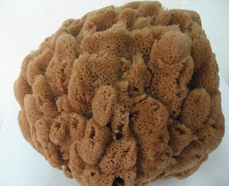 Natural Large Sea Sponge 